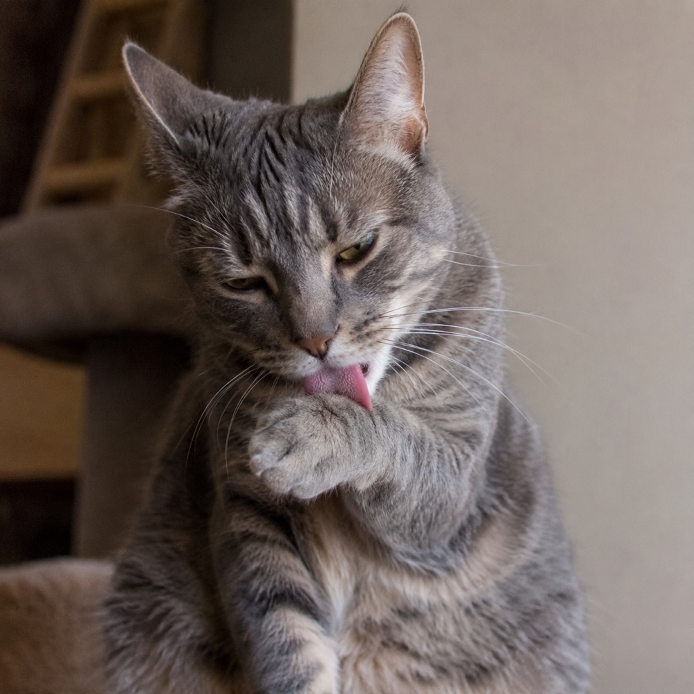 Gray tabby cat grooming its paw